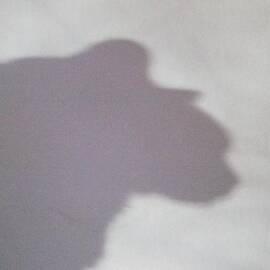 Shadow Cat