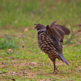 Shake It Up by Beth Sargent
