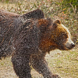 Shaking It Off by Karol Livote