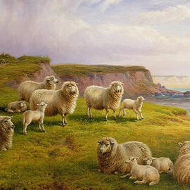 Sheep on a Dorset Coast by Charles Jones