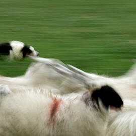Sheepdog Herding Sheep by Science Photo Library