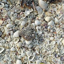 Shells On A Beach by Science Photo Library