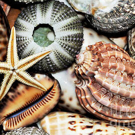 Shellscape by Kaye Menner