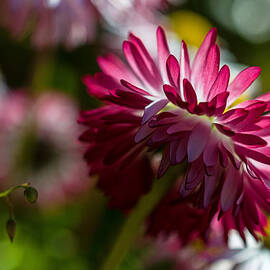 Shy Mum - Chrysanthemum by Jordan Blackstone