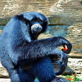 Siamang Having A Snack by Cynthia Guinn