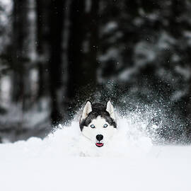 Siberian Husky Is Running In The Snow by Adam Kokot