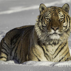 Siberian Tiger at Attention