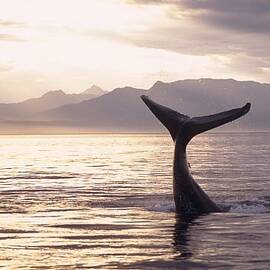 Silhouette Of Humpback Whale Fluke At by Tom Soucek