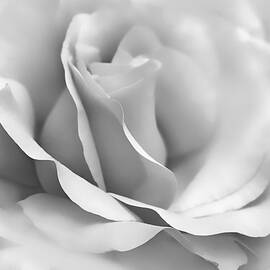 Silver Ballerina Rose Flower by Jennie Marie Schell