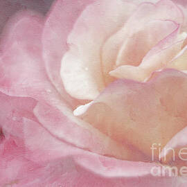 Simply Rose by Darren Fisher