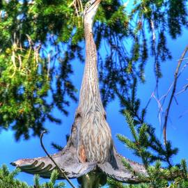 Singing Nature