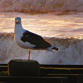 Sittin On The Dock Of The Bay by David Dehner