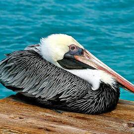 Sitting Pelican