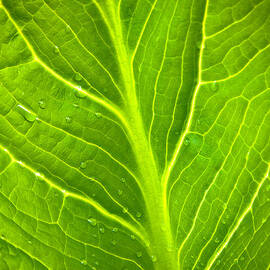 Skunk Cabbage Leaf With Water Drops by Jeff Sinon