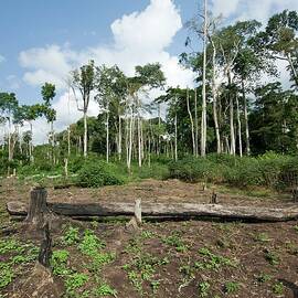 Slash-and-burn In The Congo Basin by Science Photo Library