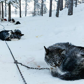 Sled Dogs Take A Nap Near Kiruna, Sweden by Johnathan Ampersand Esper
