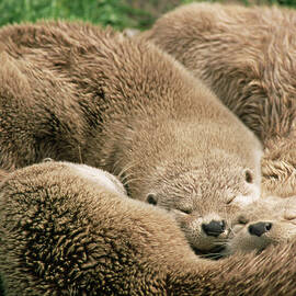 Sleeping Otters by Science Photo Library