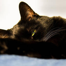 Sleeping with one eye open by Bob Orsillo