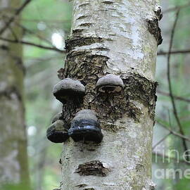 Sleepy-Eyed Birch