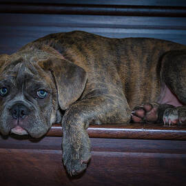 Sleepy Time by Nikolai Martusheff