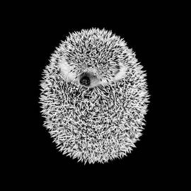 Sleeping Hedgehog by Tim Booth