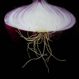 Sliced Red Onion On A Black Background by Gregory Adams