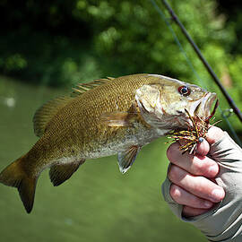 Smallmouth Bass Caught by Wray Sinclair