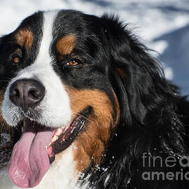 Smiling Bernese Mountain Dog in Winter Snow by Gary Whitton