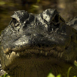 Smiling Gator