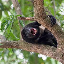 Smiling Howler Monkey