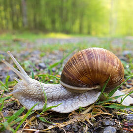 Snail creeping over a forest path by Matthias Hauser