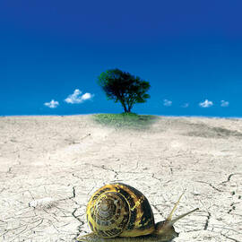 Snail In Desert