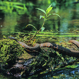 Snake, Dragon Run, Va by Peter Essick