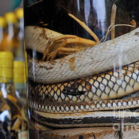 Snakes in snake-flavoured alcohol bottles  by Sami Sarkis Photography