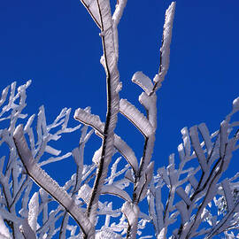 Snow And Ice Coated Branches by Anonymous
