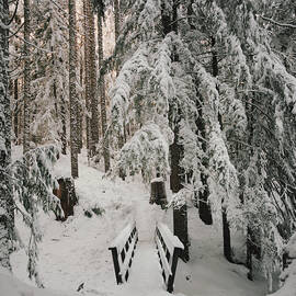 Snow-covered Bridge And Forest by Danielle D. Hughson