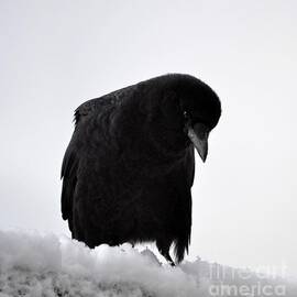 Snow Crow -edition  8 of 10