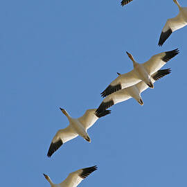 Snow Geese Flying South for the Winter