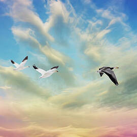 Snow Geese Over New Melle by Bill and Linda Tiepelman