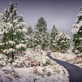 Snow in Galena by Janis Knight