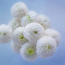 Snowballs-Pom Mum