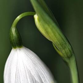 Snowdrop by Joy Watson