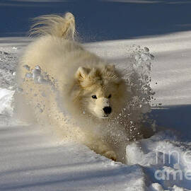 Snowplow by Lois Bryan