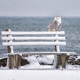 Snowy Owl Rye N H