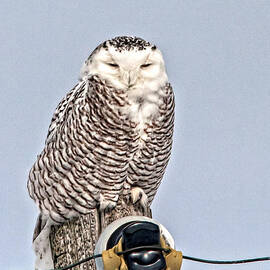 Snowy Owl