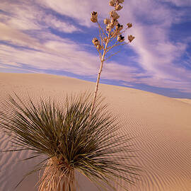 Soaptree Yucca  On Dune by Yva Momatiuk and John Eastcott