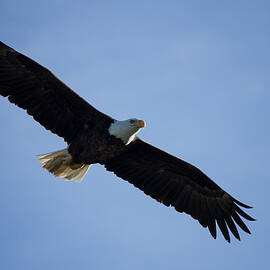 Soaring by Kim Hojnacki