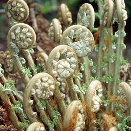 Soft Tree Fern (dicksonia Antarctica) by Science Photo Library