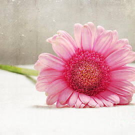 Softness in Pink by Randi Grace Nilsberg