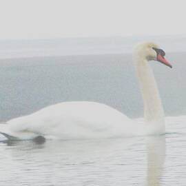 Solitary Swan by Angela Davies